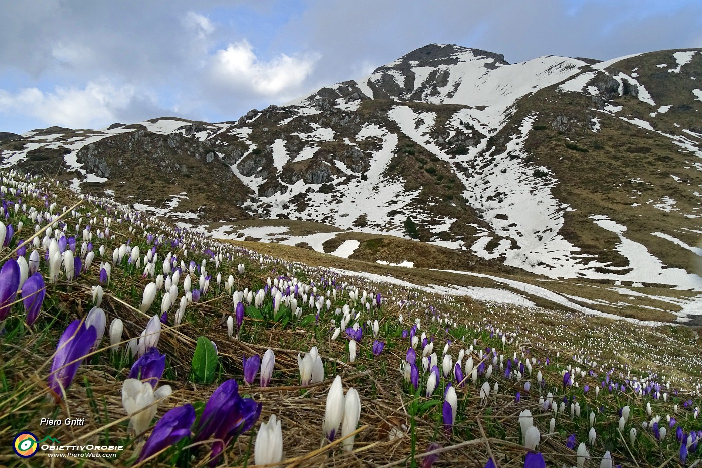 91 Zafferano alpino (Crocus albiflorus) con Sodadura.JPG -                                